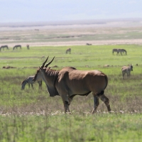 Eland - Taurotragus oryx - Eland
