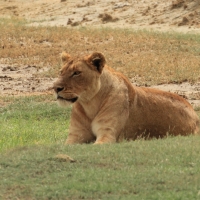 Lew afrykański - Panthera leo - Lion 