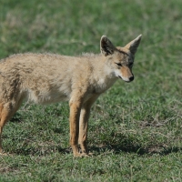 Wilk złoty - Canis lupaster - African golden wolf