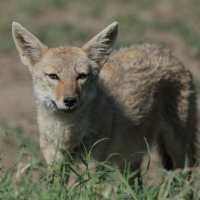 Wilk złoty - Canis lupaster - African golden wolf