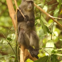 Koczkodan czarnosiwy - Cercopithecus mitis - Blue monkey