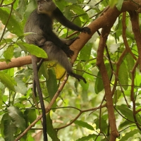 Koczkodan czarnosiwy - Cercopithecus mitis - Blue monkey