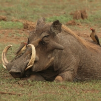 Guziec zwyczajny - Phacochoerus africanus - Common Warthog