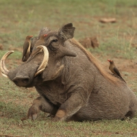 Guziec zwyczajny - Phacochoerus africanus - Common Warthog