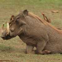 Guziec zwyczajny - Phacochoerus africanus - Common Warthog