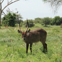Kob śniady - Kobus ellipsiprymnus - Waterbuck