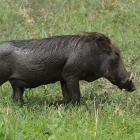 Guziec zwyczajny - Phacochoerus africanus - Common Warthog