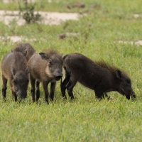 Guziec zwyczajny - Phacochoerus africanus - Common Warthog