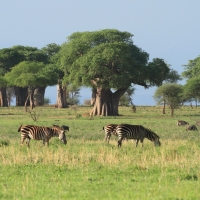 Zebra stepowa - Equus quagga - Common zebra