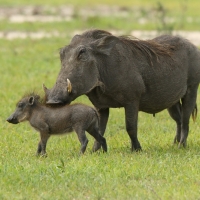 Guziec zwyczajny - Phacochoerus africanus - Common Warthog