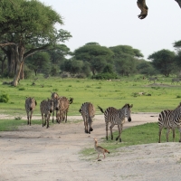 Zebra stepowa - Equus quagga - Common zebra