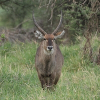 Kob śniady - Kobus ellipsiprymnus - Waterbuck