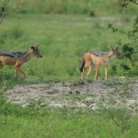 Szakal  czaprakowy - Canis mesomelas - Black-backed Jackal