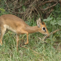 Dikdik sawannowy - Madoqua kirkii - Kirk's dikdik 