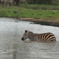 Zebra stepowa - Equus quagga - Common zebra