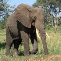 Słoń afrykański - Loxodonta africana -  African savanna elephant 