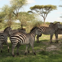 Zebra stepowa - Equus quagga - Common zebra