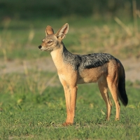 Szakal  czaprakowy - Canis mesomelas - Black-backed Jackal