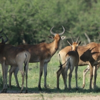 Bawolec krowi - Alcelaphus buselaphus - Hartebeest