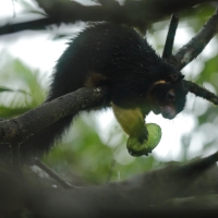 Wiewióra cejlońska - Ratufa macroura - Grizzled giant squirrel