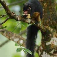 Wiewiora cejlońska - Ratufa macroura - Grizzled giant squirrel