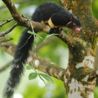 Wiewióra cejlońska - Ratufa macroura - Grizzled giant squirrel