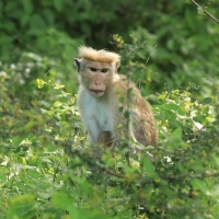Makak rozczochrany - Macaca sinica - Toque macaque