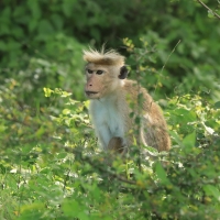 Makak rozczochrany - Macaca sinica - Toque macaque