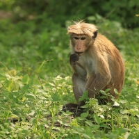 Makak rozczochrany - Macaca sinica - Toque macaque
