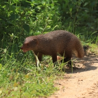 Mangusta ruda - Herpestes smithii - Ruddy mongoose 