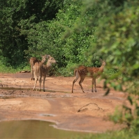 Aksis czytal - Axis axis - Chital