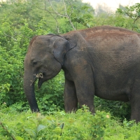 Słoń indyjski - Elephas maximus - Asian elephant