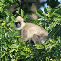 Hulman czubaty - Semnopithecus priam - Tufted gray langur