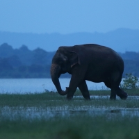 Słoń indyjski - Elephas maximus - Asian elephant