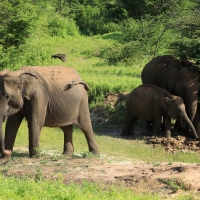 Słoń indyjski - Elephas maximus - Asian elephant