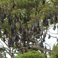 Rudawka wielka - Pteropus giganteus - Indian flying fox