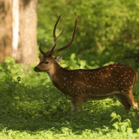 Aksis czytal - Axis axis - Chital