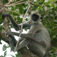 Hulman czubaty - Semnopithecus priam - Tufted gray langur