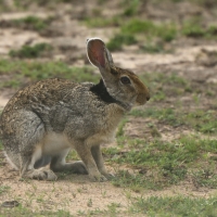 Zając czarnoszyi - Lepus nigricollis - Indian hare