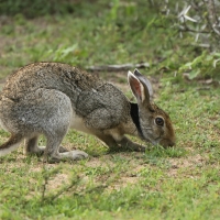 Zając czarnoszyi - Lepus nigricollis - Indian hare