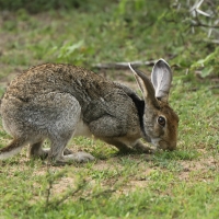 Zając czarnoszyi - Lepus nigricollis - Indian hare