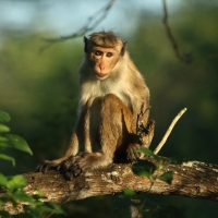 Makak rozczochrany - Macaca sinica - Toque macaque