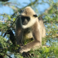Hulman czubaty - Semnopithecus priam - Tufted gray langur