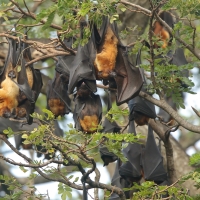 Rudawka wielka - Pteropus giganteus - Indian flying fox
