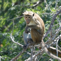 Makak rozczochrany - Macaca sinica - Toque macaque