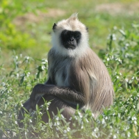 Hulman czubaty - Semnopithecus priam - Tufted gray langur