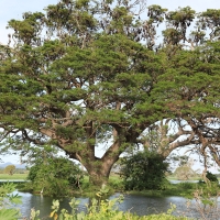 Rudawka wielka - Pteropus giganteus - Indian flying fox