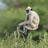 Hulman czubaty - Semnopithecus priam - Tufted gray langur