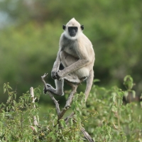 Hulman czubaty - Semnopithecus priam - Tufted gray langur