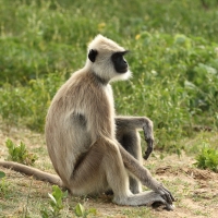 Hulman czubaty - Semnopithecus priam - Tufted gray langur